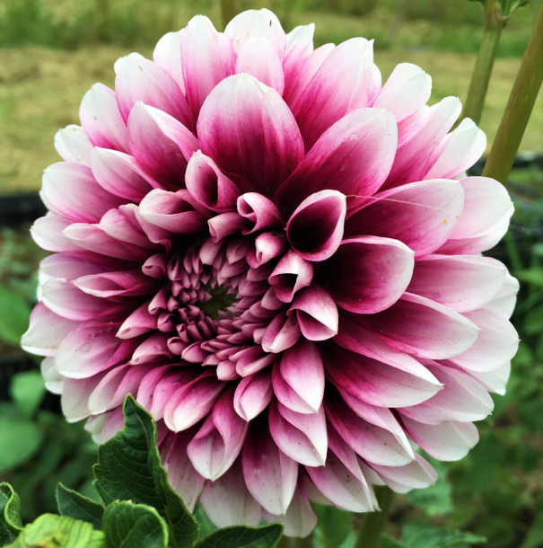 Dahlia Edinburgh